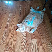 Gin is registered to the contest to win money with this photo: cat, orange_cat, lying_down, wooden_floor, slippers, indoor, relaxed, pet, fur, paws, cozy, home, chair, flooring, animal, cute, sleeping, domestic_cat, resting, feline