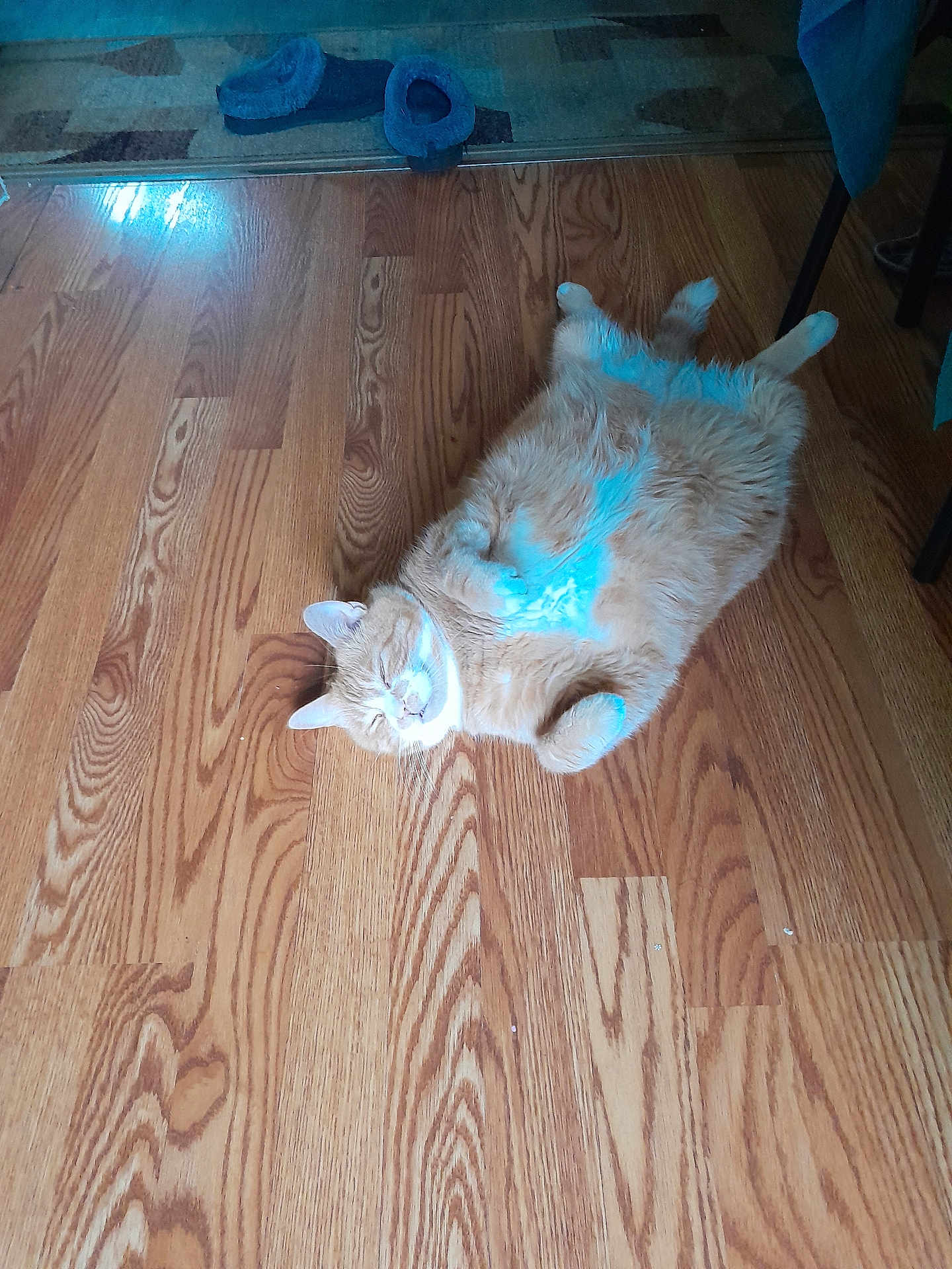 Gin is registered to the contest to win money with this photo: cat, orange_cat, lying_down, wooden_floor, slippers, indoor, relaxed, pet, fur, paws, cozy, home, chair, flooring, animal, cute, sleeping, domestic_cat, resting, feline