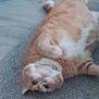 belly_up, carpet, cat, chubby, collar, cute, feline, floor, ginger_fur, indoor, lying_on_back, orange_cat, paws, pet, playful, portrait, relaxed, sleepy, tabby_cat, whiskers