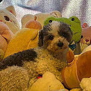 Pitzy is registered to the contest to win money with this photo: dog, stuffed_animals, plush_toys, cozy, indoor, cute, pet, animal, furry, black_and_white, soft, cuddly, toy, relaxing, colorful, companion, laying_down, closeup, home, comfort