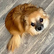 Punky joined the competition — help win amazing prizes! dog, small_dog, fluffy, golden_brown, pet, looking_up, floor, wooden_floor, fur, tail, cute, animal, indoor, domestic_animal, canine, companion, adorable, face, sitting, eyes