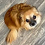 dog, small_dog, fluffy, golden_brown, pet, looking_up, floor, wooden_floor, fur, tail, cute, animal, indoor, domestic_animal, canine, companion, adorable, face, sitting, eyes