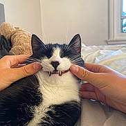 Chaplin participe au concours pour gagner de l'argent avec cette photo : bed, black_and_white, blanket, cat, cheeks, cozy, cute, fangs, feline, fingers, fur, hands, indoor, nails, pet, playing, relaxed, soft_lighting, whiskers, window
