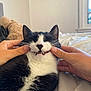 bed, black_and_white, blanket, cat, cheeks, cozy, cute, fangs, feline, fingers, fur, hands, indoor, nails, pet, playing, relaxed, soft_lighting, whiskers, window