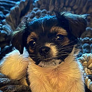 Gracie joined the competition — help win amazing prizes! puppy, dog, close_up, black_and_white, fluffy, cute, pet, animal, blanket, cozy, fur, young, indoors, soft_lighting, portrait, sleepy, small, whiskers, ears, face