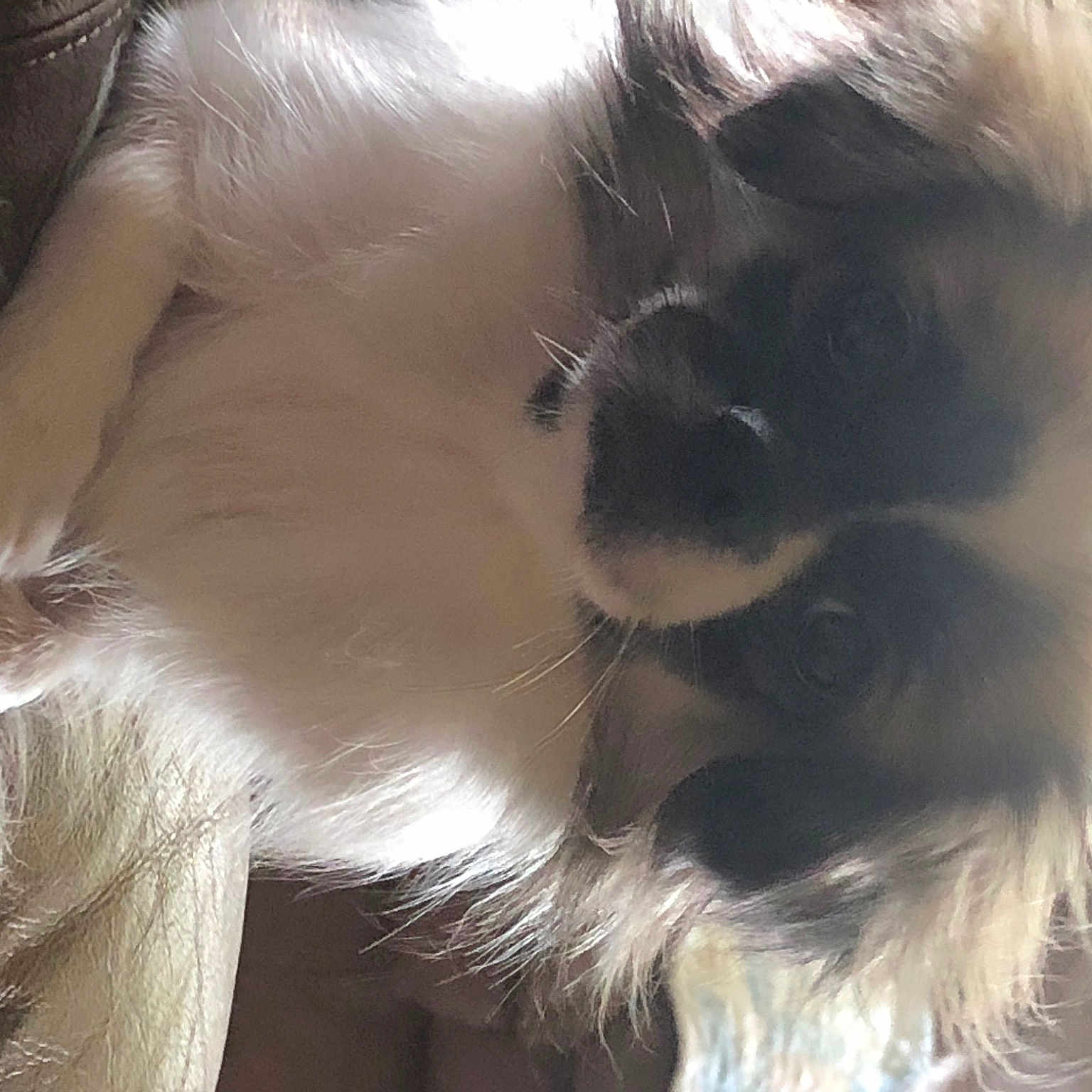 Hazel