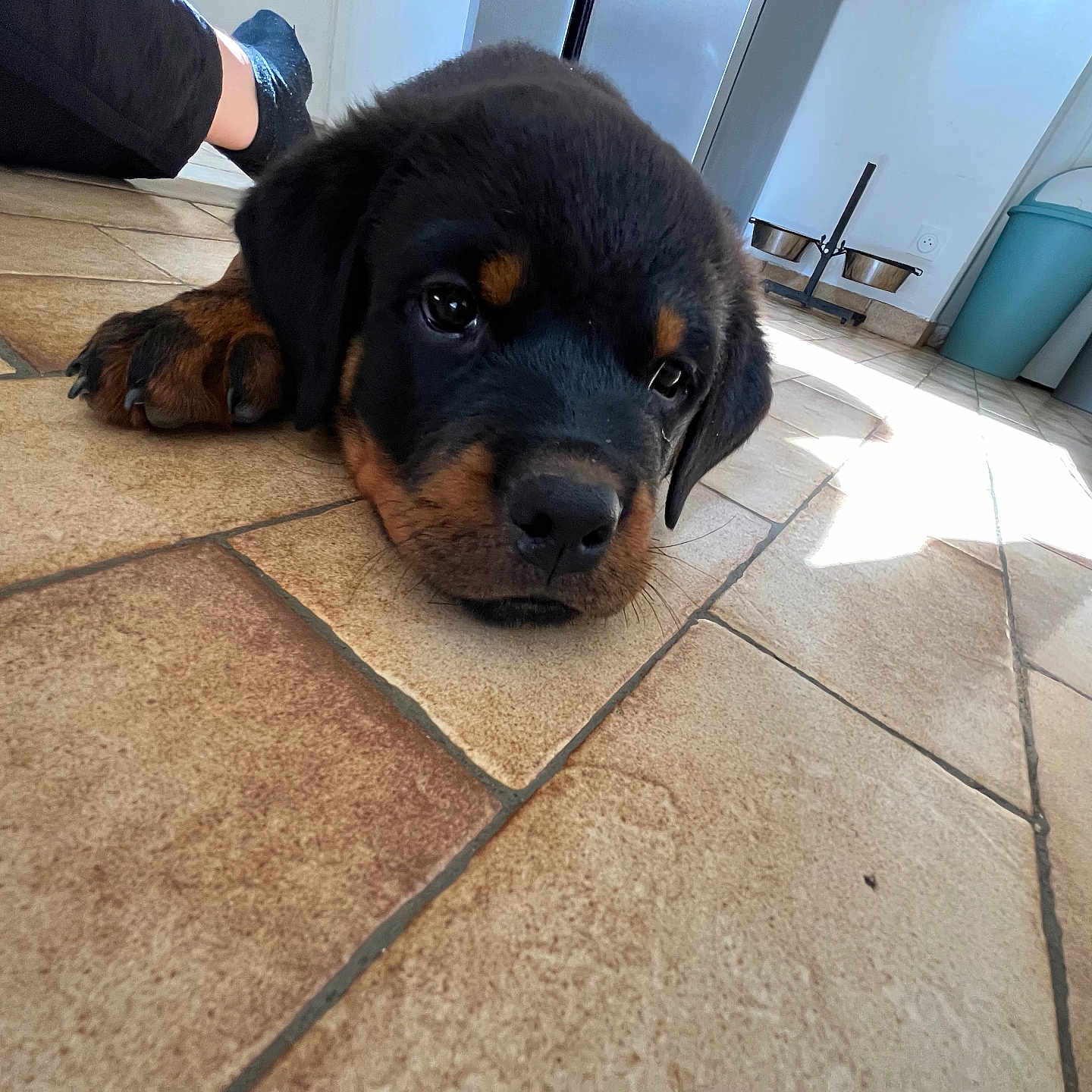 King a rejoint le concours — aidez-le/la à gagner de superbes lots ! animal, black, bowl, brown, closeup, cute, dog, floor, home, indoor, kitchen, legs, lying_down, person, pet, puppy, resting, rottweiler, tile, trash_bin