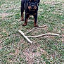 puppy, rottweiler, dog, grass, yard, sticks, outdoor, pet, animal, cute, young, black_and_tan, playful, canine, fur, nature, alert, standing, front_view, daylight