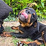 King a rejoint le concours — aidez-le/la à gagner de superbes lots ! animal, canine, cute, dirt, dog, fur, grass, greenery, leaf, lying, nature, outdoor, paw, pet, playful, puppy, rottweiler, tongue, tongue_out, young
