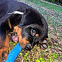 rottweiler, puppy, dog, grass, outdoor, playing, paw, chewing, blue_hose, closeup, animal, pet, young, cute, nature, canine, fur, snout, ears, ground