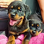 rottweiler, puppy, dog, animal, pet, car_interior, seat_belt, towel, black_and_tan, cute, tongue_out, resting, people, casual_clothing, arm, hand, sitting, closeup, two_animals, indoor