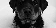 King a rejoint le concours — aidez-le/la à gagner de superbes lots ! animal, bath, bathtub, black_dog, bubbles, closeup, cute, dog, face, foam, indoors, paws, pet, playful, portrait, puppy, rubber_duck, toy, water, wet_fur
