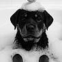 puppy, dog, bath, bubbles, rubber_duck, black_dog, water, wet_fur, foam, pet, cute, animal, indoors, bathtub, playful, toy, face, paws, closeup, portrait