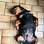 dog, puppy, lying_down, floor, tile_floor, relaxed, sleeping, black_and_tan, pet, canine, indoor, animal, fur, paw, belly, resting, cute, domestic_animal, companion, young_dog