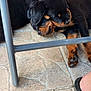 puppy, rottweiler, dog, sleeping, snuggling, floor, tile, black_fur, brown_fur, paw, resting, cute, pet, animal, young, closeup, indoors, cozy, chair, footwear