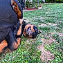 King participe au concours pour gagner de l'argent avec cette photo : animal, canine, chair, daytime, dog, funny, garden, grass, greenery, nature, outdoor, patio, pet, playful, relaxed, rottweiler, smile, teeth, woman, yard