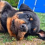 animal, background, black_and_tan, blue_pool, canine, close_up, cute, dog, ears, eyes, grass, lying_down, nature, outdoor, pet, puppy, relaxation, rottweiler, snout, young