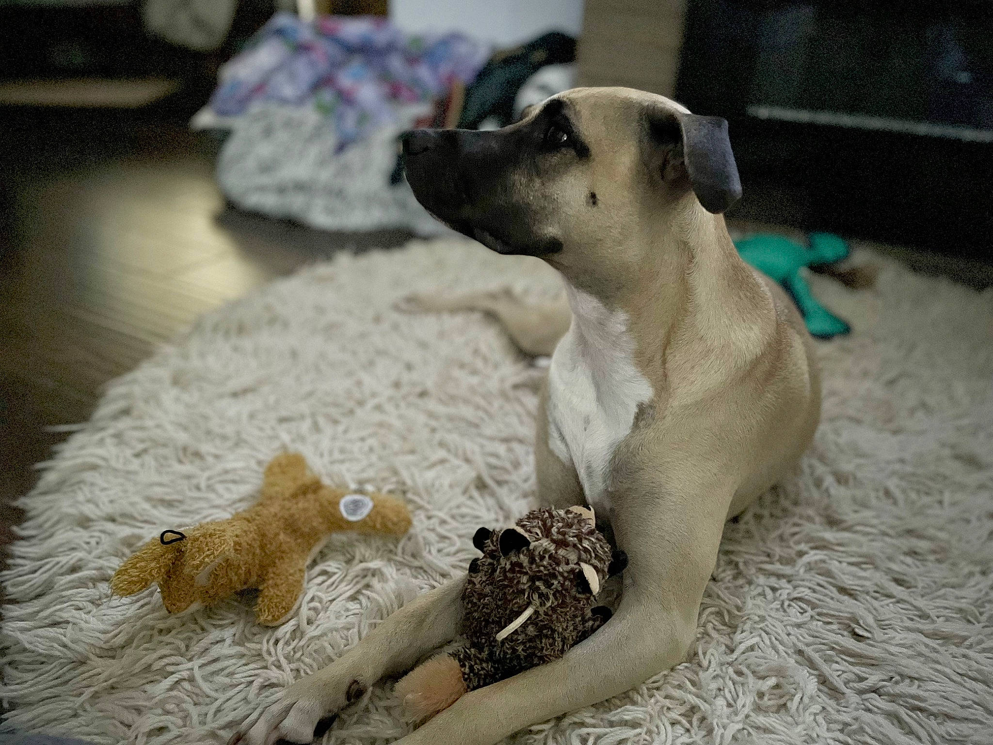 Skye joined the competition — help win amazing prizes! canidae, carnivore, comfort, companion_dog, dog, dog_breed, dog_supply, fawn, felidae, flooring, fur, paw, pet_supply, snout, sporting_group, tail, terrestrial_animal, toy, whiskers, wood