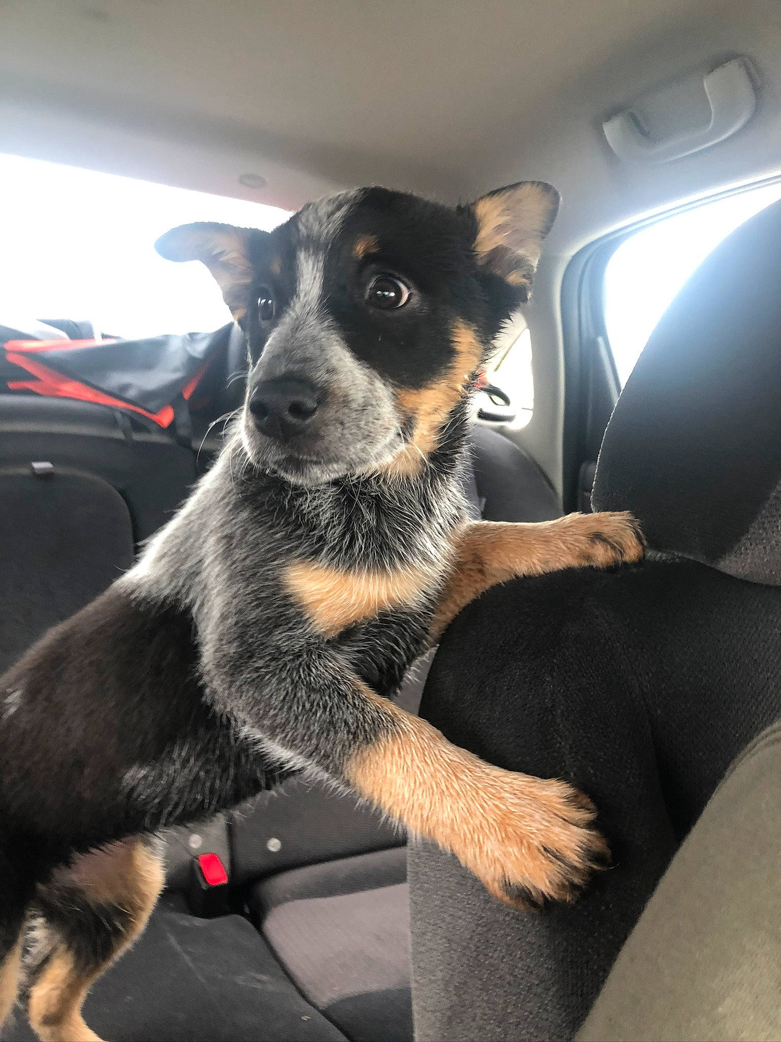 Athena joined the competition — help win amazing prizes! canidae, carnivore, dog, dog_breed, huntaway, mammal, puppy, snout, sporting_group, texas_heeler, vertebrate, working_dog