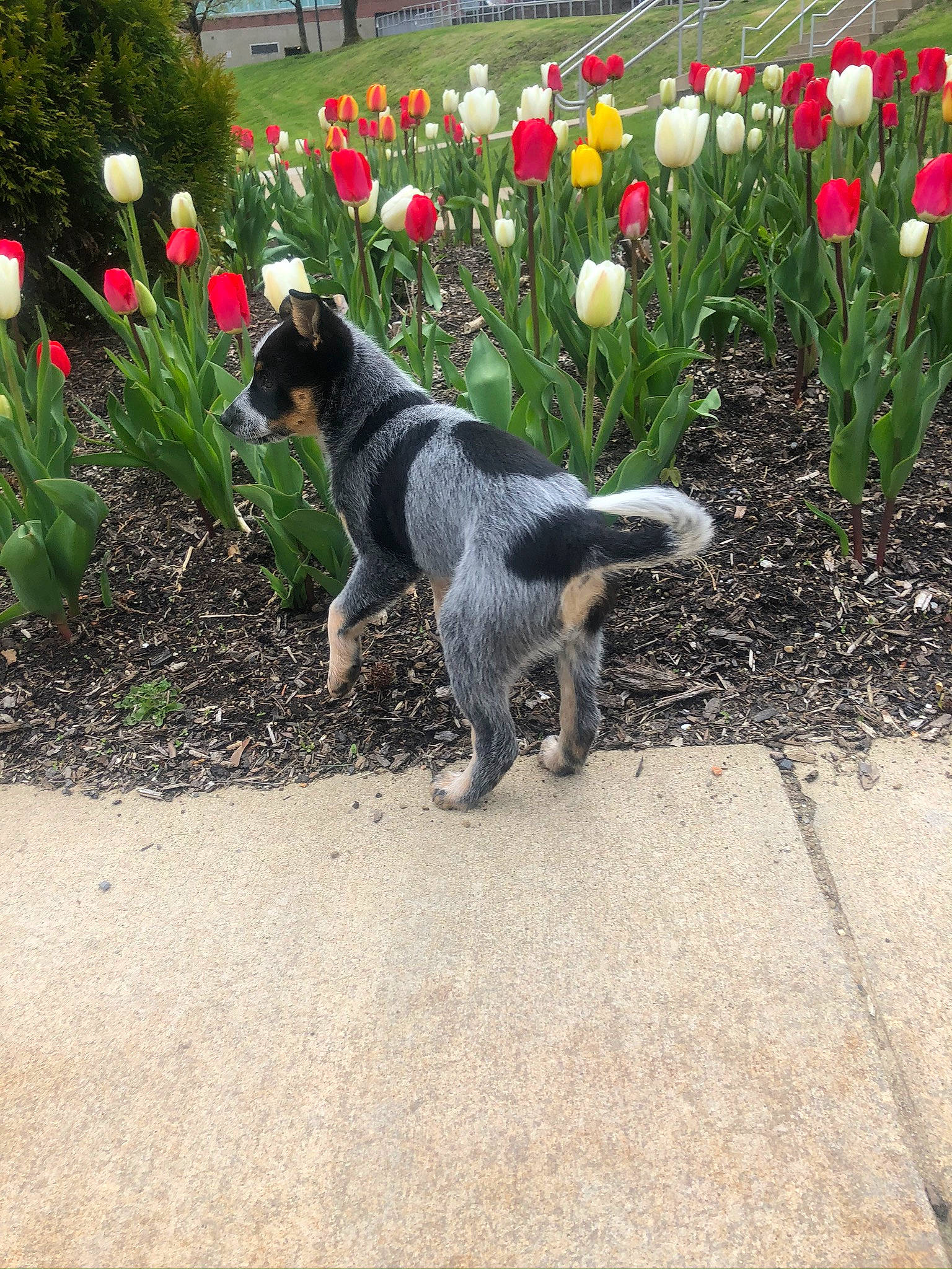 Athena is registered to the contest to win money with this photo: australian_cattle_dog, canidae, carnivore, dog, dog_breed, flower, gladiolus, hunting_dog, mammal, plant, puppy, sporting_group, tail, tulip, vertebrate, working_dog, yellow