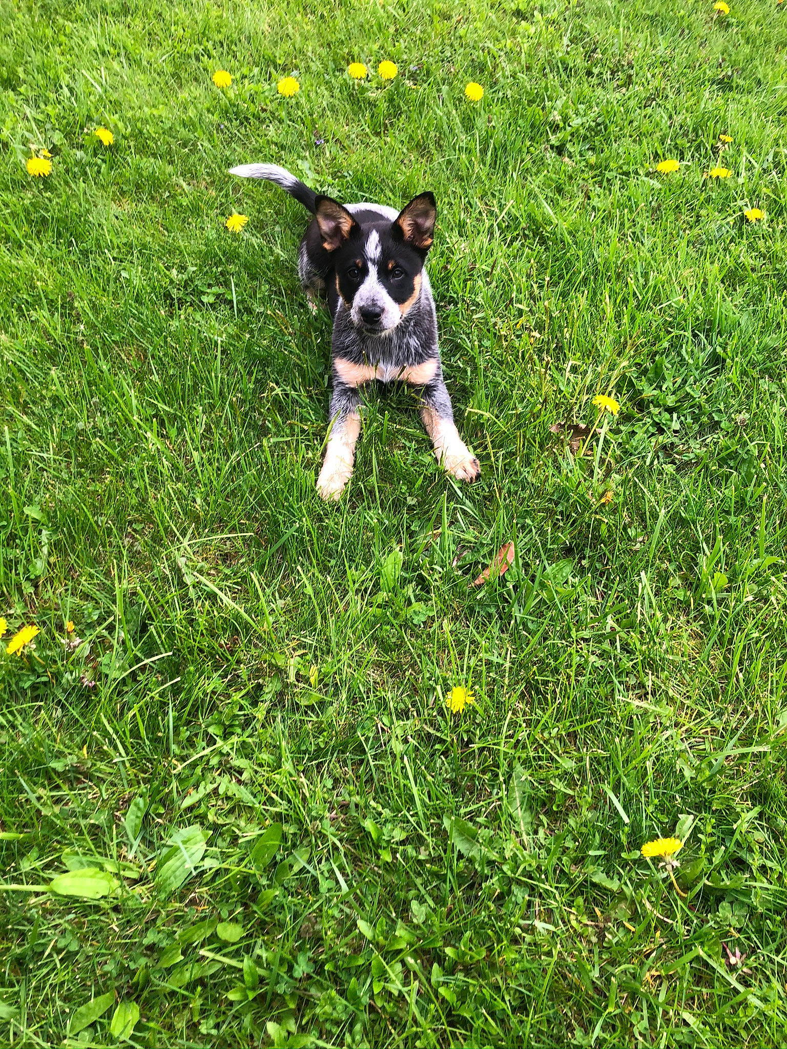 Athena is registered to the contest to win money with this photo: canidae, carnivore, danish_swedish_farmdog, dog, dog_breed, feist, flower, grass, grass_family, green, hunting_dog, lawn, mammal, mcnab, meadow, plant, pointer, sporting_group