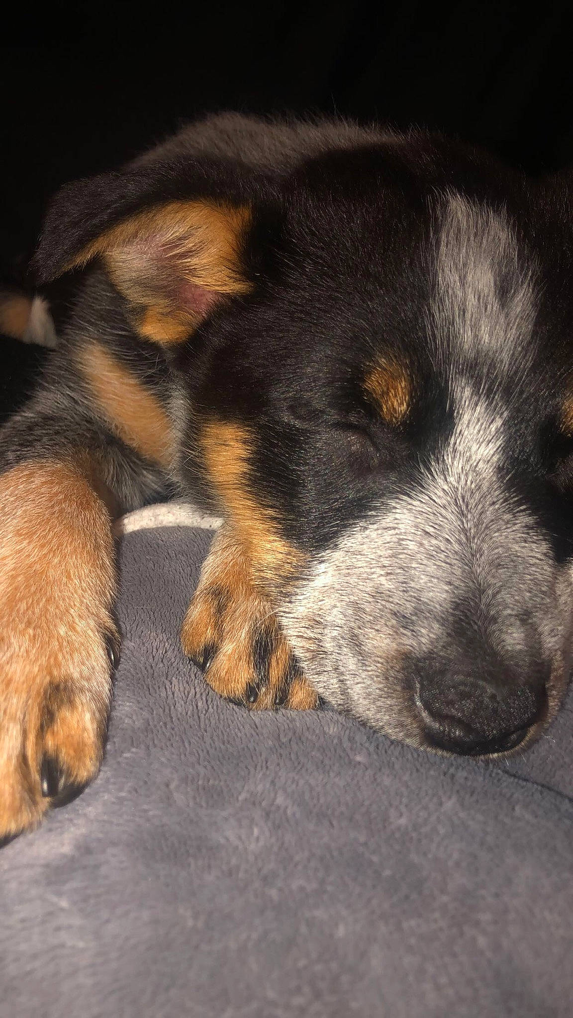 Athena joined the competition — help win amazing prizes! black_and_tan_terrier, canidae, carnivore, dog, dog_breed, mammal, puppy, rare_breed_dog, snout, texas_heeler, vertebrate, working_dog