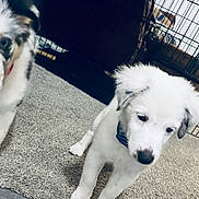 Dot is registered to the contest to win money with this photo: dog, puppy, two_puppies, carpet, pet, crate, cage, indoor, sofa, fur, white_fur, speckled_fur, blue_eyes, collar, nose, close_up, portrait, playful, floor, home_interior