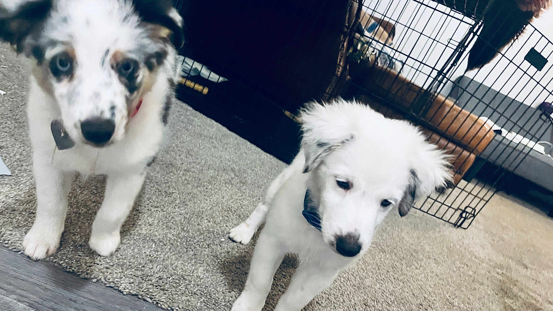 Dot is registered to the contest to win money with this photo: dog, puppy, two_puppies, carpet, pet, crate, cage, indoor, sofa, fur, white_fur, speckled_fur, blue_eyes, collar, nose, close_up, portrait, playful, floor, home_interior