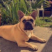 Stella a rejoint le concours — aidez-le/la à gagner de superbes lots ! dog, french_bulldog, pet, outdoor, garden, sunlight, concrete, greenery, plant, chair, animal, canine, ears, portrait, relaxed, daytime, shadows, nature, cute, face