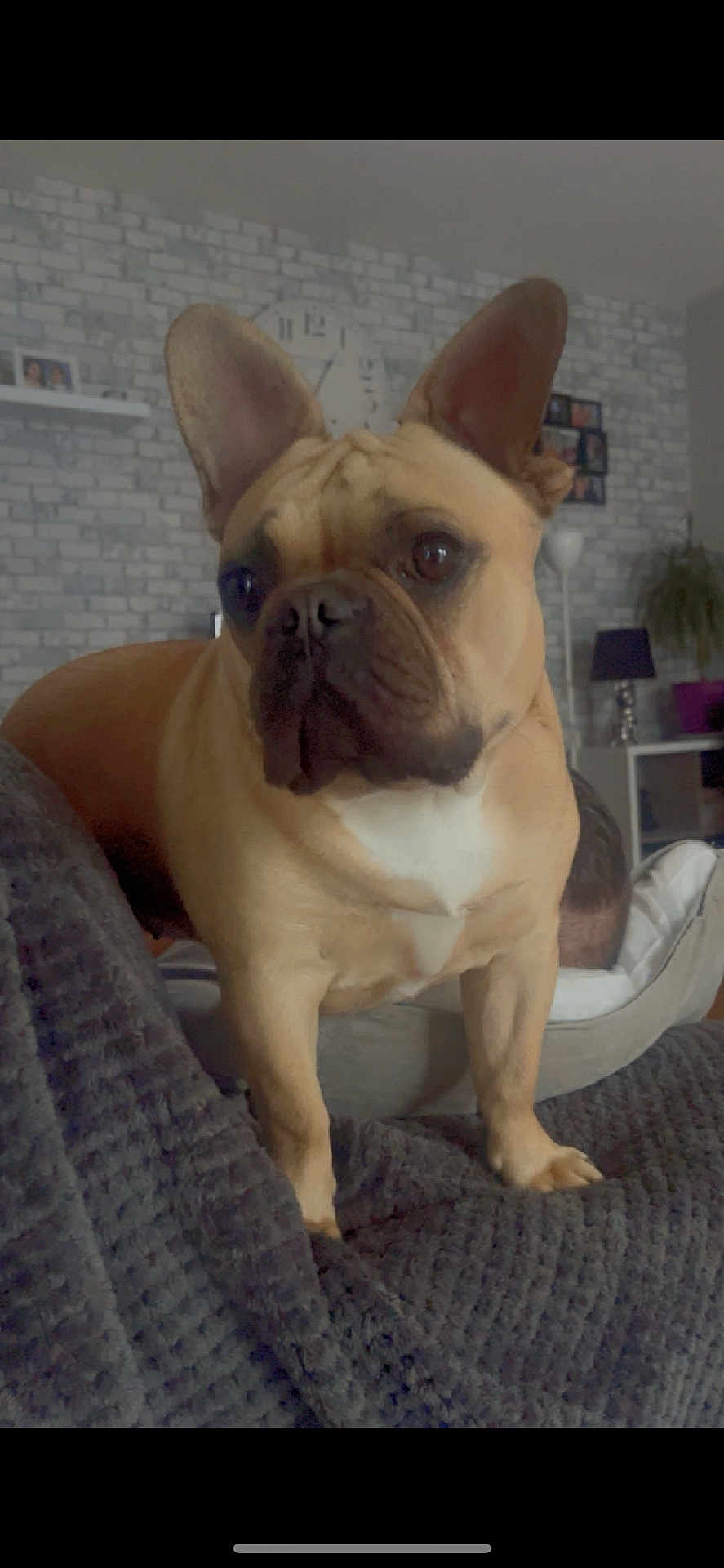Stella