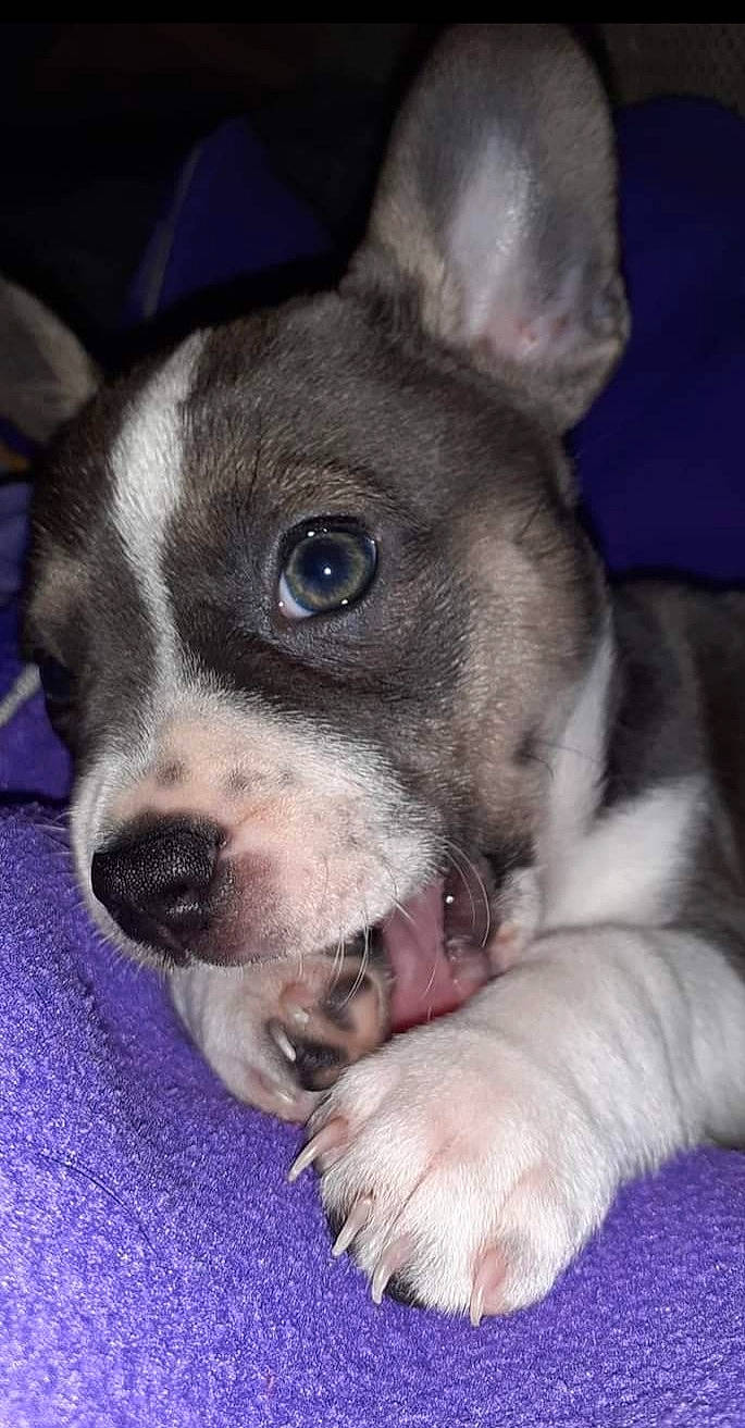 Saika a rejoint le concours — aidez-le/la à gagner de superbes lots ! bored, boston_terrier, canidae, carnivore, collar, comfort, companion_dog, dog, dog_breed, ear, fawn, fur, non_sporting_group, puppy, snout, sporting_group, terrier, toy_dog, whiskers, working_animal