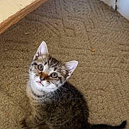 Rambo joined the competition — help win amazing prizes! kitten, cat, tabby, pet, indoor, carpet, floor, curious, animal, feline, young, cute, whiskers, ears, tail, domestic, looking_up, sitting, cozy, home