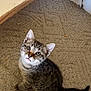 kitten, cat, tabby, pet, indoor, carpet, floor, curious, animal, feline, young, cute, whiskers, ears, tail, domestic, looking_up, sitting, cozy, home