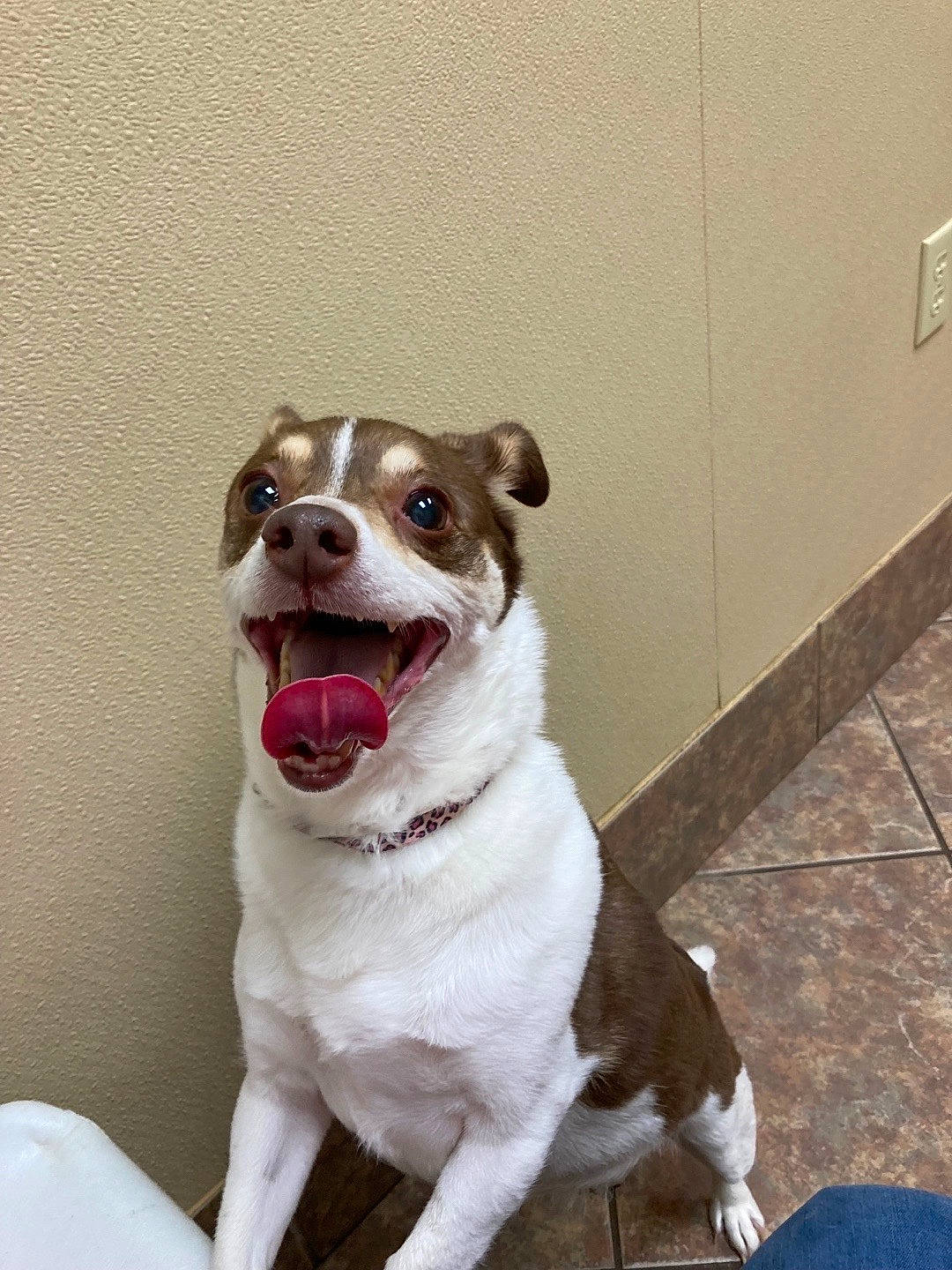 Cuddles joined the competition — help win amazing prizes! art, carnivore, collar, companion_dog, dog, dog_breed, dog_collar, door, fawn, flooring, leash, liver, pet_supply, snout, sporting_group, tail, whiskers, window, working_animal, yawn