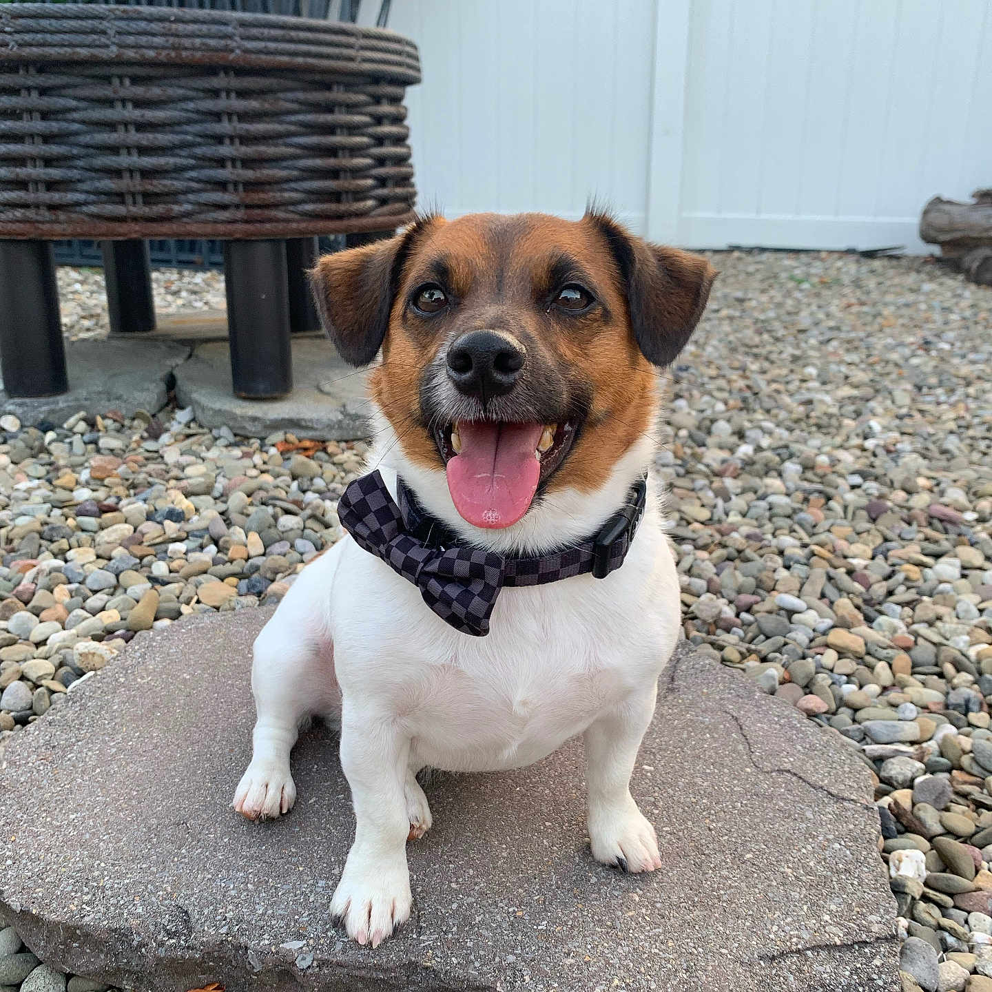Jax joined the competition — help win amazing prizes! animal, bow_tie, brown_and_white, close_up, collar, cute, daylight, dog, fence, happy, nature, outdoor, pebbles, pet, portrait, sitting, small_dog, stone, tongue_out, wicker_planter