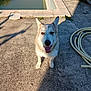 animal, canine, concrete, daylight, dog, ears, face, fur, garden_hose, happy, nature, outdoor, pet, playful, pool, shadow, smiling, snout, sunlight, tongue