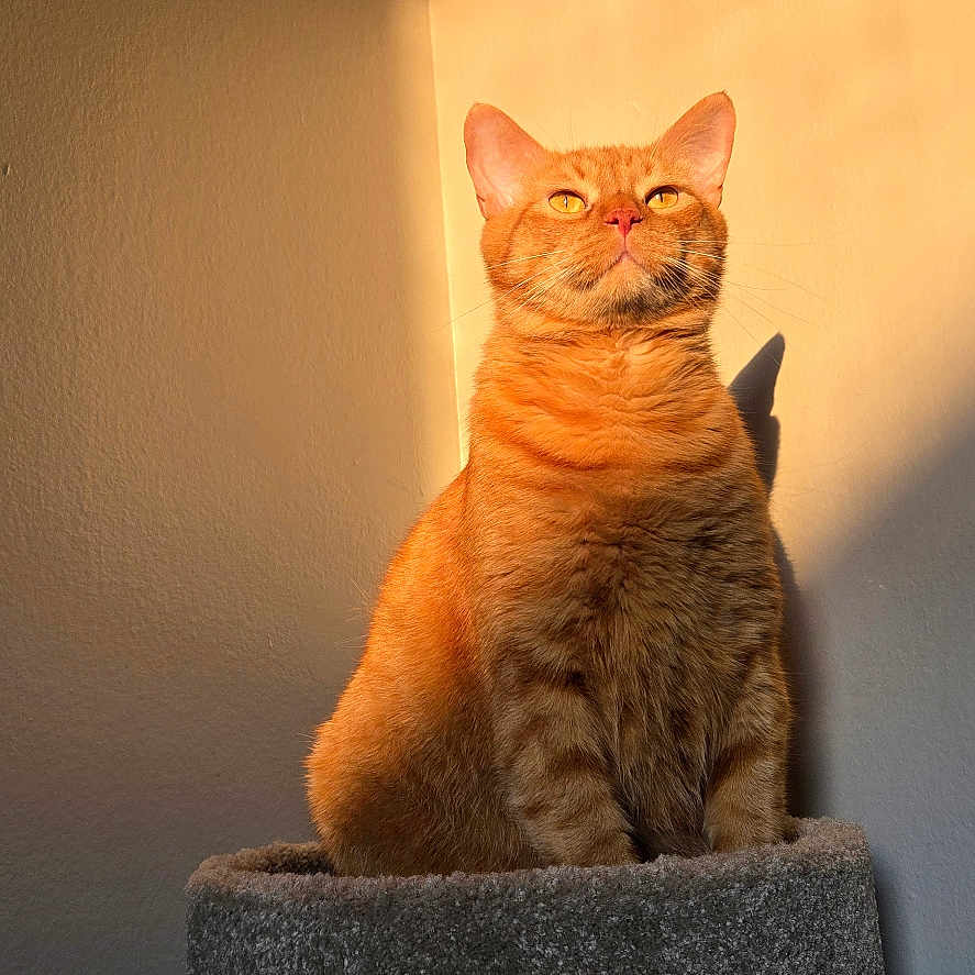 Boots joined the competition — help win amazing prizes! animal, calm, cat, cozy, cute, domestic_animal, feline, furry, house, indoor, orange_tabby, pet, pet_furniture, portrait, relaxed, shadow, sitting, sunlight, wall, warm_light