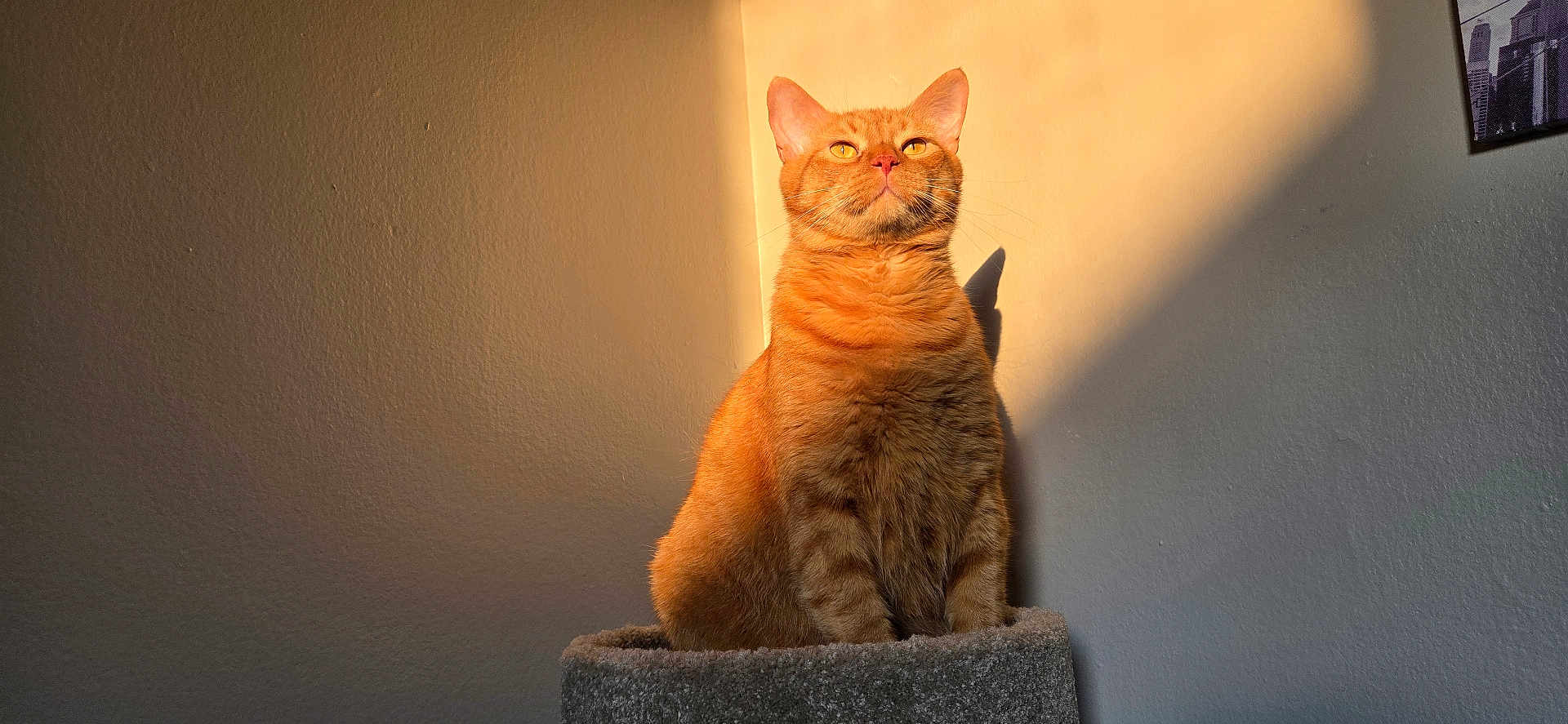 Boots joined the competition — help win amazing prizes! cat, orange_tabby, pet, indoor, sunlight, shadow, wall, cozy, feline, animal, portrait, sitting, warm_light, pet_furniture, domestic_animal, calm, cute, furry, relaxed, house