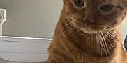 Boots is registered to the contest to win money with this photo: cat, orange_tabby, paw, indoor, pet, feline, bed, blanket, whiskers, fur, curious, close_up, animal, domestic_cat, sleepy, soft_light, wall, resting, cute, tabby