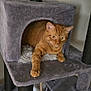 Boots joined the competition — help win amazing prizes! cat, orange_tabby, cat_tree, indoor, pet, furniture, cozy, paw, cubby, rope, soft_texture, relaxed, feline, home, animal, resting, cute, pet_furniture, scratching_post, playful