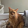 Boots is registered to the contest to win money with this photo: cat, orange_tabby, indoor, blanket, soft, cozy, pet, feline, fur, whiskers, ears, tail, resting, looking, home, comfortable, animal, cute, domestic, relaxed