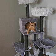 Boots is registered to the contest to win money with this photo: cat, cat_tree, indoor, plush, furniture, wood_floor, rug, orange_cat, pet, cozy, corner, relaxed, animal, home, living_space, soft, hammock, scratching_post, wall, quiet