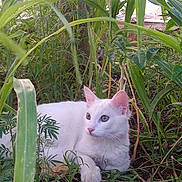 Tonit participe au concours pour gagner de l'argent avec cette photo : white_cat, cat, animal, pet, outdoor, greenery, plants, nature, grass, soil, tree, relaxing, fur, wildlife, mammal, eyes, whiskers, calm, resting, curious