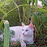 white_cat, cat, animal, pet, outdoor, greenery, plants, nature, grass, soil, tree, relaxing, fur, wildlife, mammal, eyes, whiskers, calm, resting, curious
