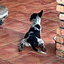dog, puppy, tiled_floor, terracotta_tiles, brick_wall, lying_down, rear_view, froggy_pose, paws, tail, black_and_white, spotted_fur, indoor, pet, domestic_animal, floor_tile, relaxed, cute, wooden_dolly, shadow