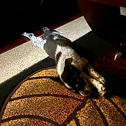 Fury is registered to the contest to win money with this photo: dog, sleeping_dog, basketball_rug, rug, carpet, indoor, pet, paw, black_and_white, speckled_coat, napping, relaxing, floor, home, wooden_furniture, table_leg, low_light, shadow, companion, cozy