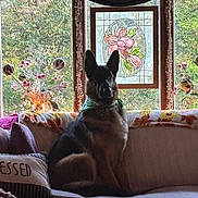 Vito is registered to the contest to win money with this photo: animal, blanket, couch, cozy, curtain, decor, dog, flower, german_shepherd, greenery, indoor, light, nature, pet, pillow, portrait, silhouette, sitting, stained_glass, window