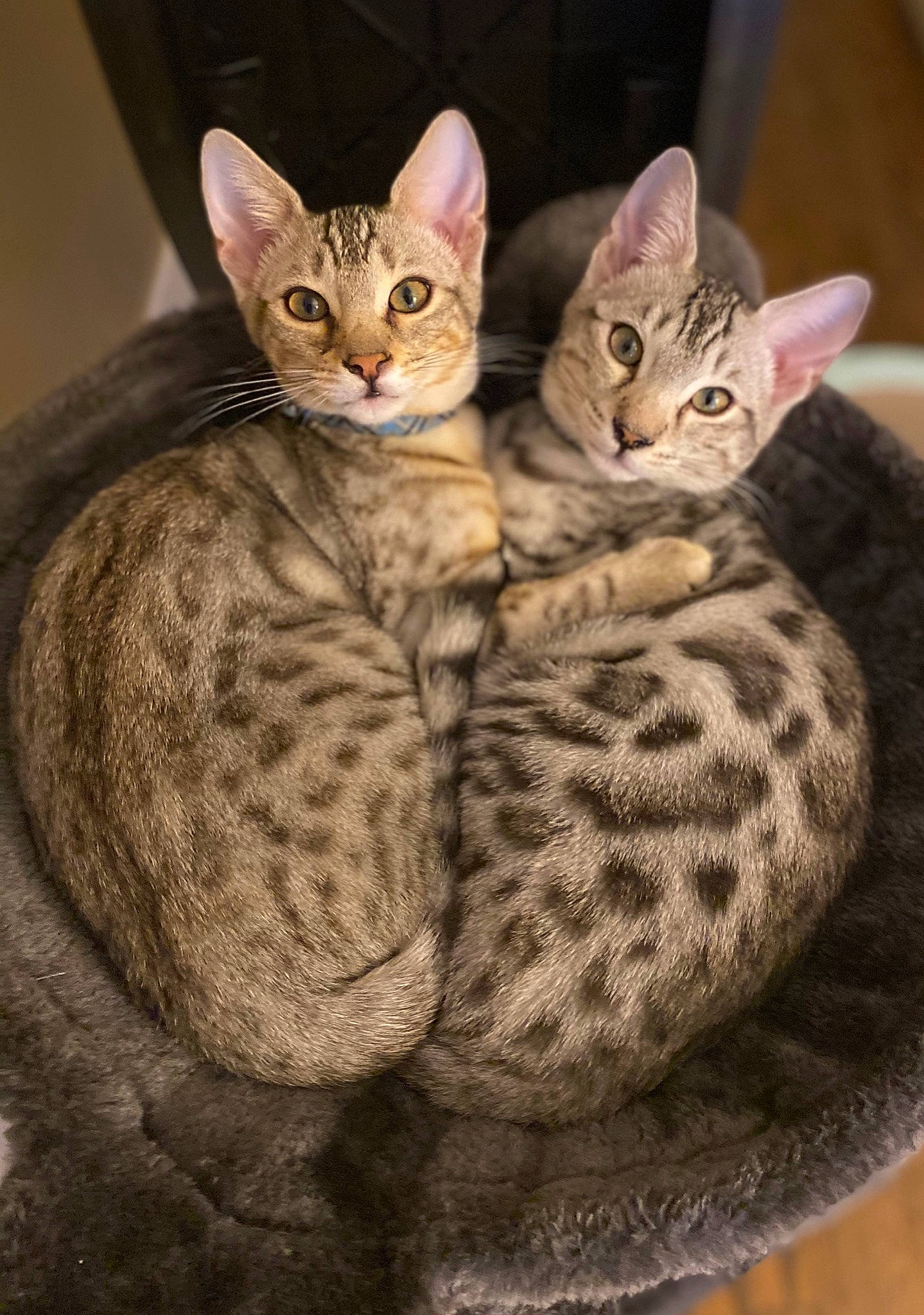 Leo And Arnie joined the competition — help win amazing prizes! carnivore, cat, comfort, domestic_short_haired_cat, felidae, fur, pattern, small_to_medium_sized_cats, snout, terrestrial_animal, whiskers