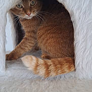 Ori participe au concours pour gagner de l'argent avec cette photo : abyssinian, animal, cat, den, doghouse, hole, igloo, indoors, kennel, kitten, manx, nature, outdoors, person, pet, siamese, sleeping, snow