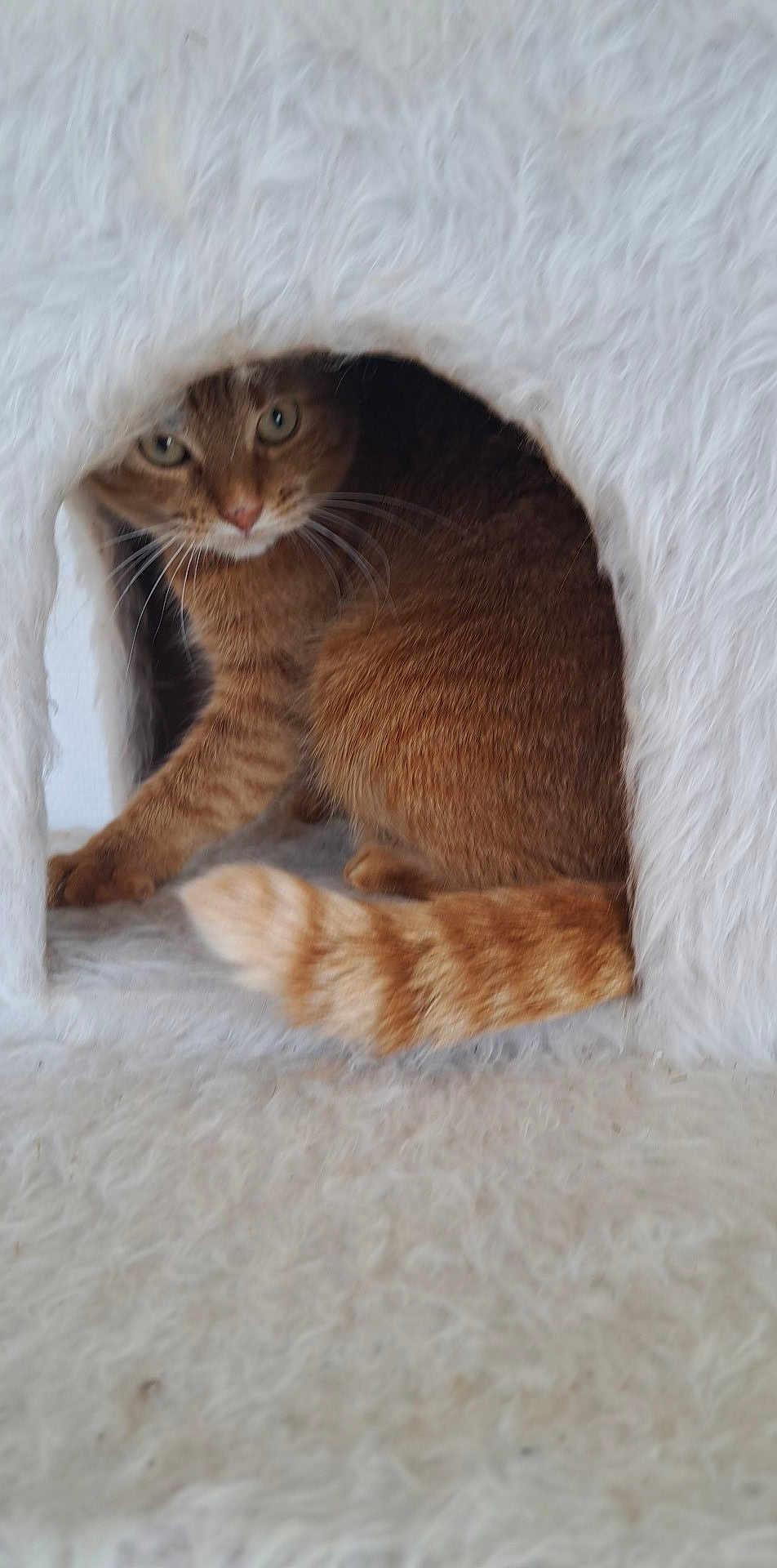 Ori participe au concours pour gagner de l'argent avec cette photo : abyssinian, animal, cat, den, doghouse, hole, igloo, indoors, kennel, kitten, manx, nature, outdoors, person, pet, siamese, sleeping, snow